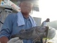 안흥 먼바다낚시 9월 16일 조황입니다. 은진호 조황정보  [충남 - 태안군] - 낚시배닷컴