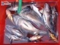 안흥 바다낚시 10/16 조황 입니다 안흥1호 조황정보  [충남 - 태안군] - 낚시배닷컴