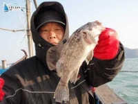 안흥 배낚시 안흥배낚시 2월 21일 우럭 조황입니다. 남덕5호 조황정보  [충남 - 태안군] - 낚시배닷컴