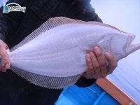 궁평 낚시배 궁평바다낚시 5월9일 출조사진입니다 ^^ 블루마린호 조황정보  [경기 - 화성시] - 낚시배닷컴