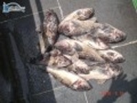 안흥 바다낚시   탐사 조황 안흥1호 조황정보  [충남 - 태안군] - 낚시배닷컴