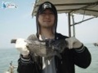 모항 우럭낚시 태안배낚시 5월17일신생스타호조항입니다 신생스타호 조황정보  [충남 - 태안군] - 낚시배닷컴