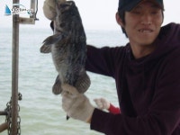 모항 우럭낚시 태안배낚시 5월17일신생스타호조항입니다 신생스타호 조황정보  [충남 - 태안군] - 낚시배닷컴