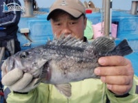 안흥 배낚시 안흥배낚시 안흥우럭낚시 [2부]  5월 29일 우럭과 광어로 괜찮은 조황.. 남덕5호 조황정보  [충남 - 태안군] - 낚시배닷컴