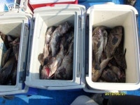 안흥 먼바다낚시 안흥항우럭낚시 6월7일은진호  굿조황입니다^^ 은진호 조황정보  [충남 - 태안군] - 낚시배닷컴