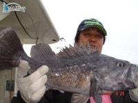 안흥 바다낚시  6/26 조황 입니다 안흥1호 조황정보  [충남 - 태안군] - 낚시배닷컴