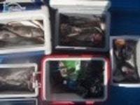 신진도 바다낚시 신진도낚시배 8월 8일 조황현황 영광호 조황정보  [충남 - 태안군] - 낚시배닷컴