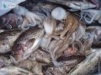 인천연안부두 바다낚시 인천만석부두우럭낚시 마린스타10월3일조황입니다. 마린스타 조황정보  [인천  - 동구] - 낚시배닷컴