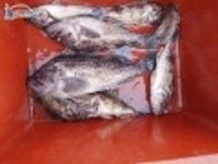 인천연안부두 바다낚시 인천만석부두우럭낚시 마린스타10월3일조황입니다. 마린스타 조황정보  [인천  - 동구] - 낚시배닷컴