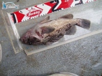 인천연안부두 바다낚시 인천만석부두우럭낚시 마린스타10월15일조황입니다. 마린스타 조황정보  [인천  - 동구] - 낚시배닷컴