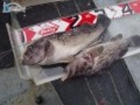 인천연안부두 바다낚시 인천만석부두우럭낚시 마린스타10월15일조황입니다. 마린스타 조황정보  [인천  - 동구] - 낚시배닷컴