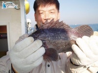 인천연안부두 바다낚시 인천만석부두우럭낚시 마린스타10월30일 조황입니다. 마린스타 조황정보  [인천  - 동구] - 낚시배닷컴
