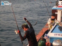 감포도다리낚시 일출호 일주일 조황  조황정보  [ - ] - 낚시배닷컴