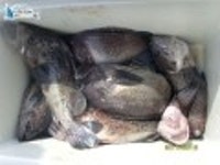 안흥 먼바다낚시 서해바다낚시 안흥항우럭낚시 안흥항낚시배 5월16일은진호괜찮은조황입니다^^ 은진호 조황정보  [충남 - 태안군] - 낚시배닷컴