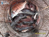 홍성 가두리낚시 안면도 홍성좌대낚시 2011년 7월 17일 조황입니다. 태극호좌대낚시 조황정보  [충남 - 태안군] - 낚시배닷컴