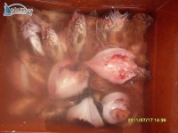 홍성 가두리낚시 안면도 홍성좌대낚시 2011년 7월 17일 조황입니다. 태극호좌대낚시 조황정보  [충남 - 태안군] - 낚시배닷컴