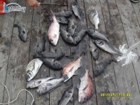 홍성 가두리낚시 안면도 홍성좌대낚시 2011년 7월 17일 조황입니다. 태극호좌대낚시 조황정보  [충남 - 태안군] - 낚시배닷컴