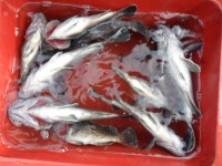 영흥도 시간제낚시 영흥도낚시배 12월6일 근해,종일낚시 바다여행1호 조황정보  [인천 - 옹진군] - 낚시배닷컴