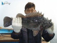 안흥 낚시배 안흥항낚시배 안흥바다낚시6월10일길성11호굿조황1부임니다 뉴길성호 조황정보  [충남 - 태안군] - 낚시배닷컴