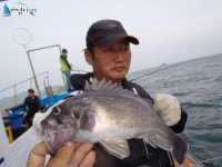태안 선상낚시 안흥항배낚시 9월9일 창덕호 우럭 광어 굿~ 조황입니다  청용호 조황정보  [충남 - 태안군] - 낚시배닷컴