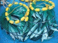 구룡포 바다낚시 구룡포바다낚시 시장 고등어 줄줄이 구룡포동인호 조황정보  [경북 - 포항시] - 낚시배닷컴