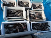 안흥 광어낚시 안흥우럭낚시 2013년 성남호 3월 첫~줄조~대박조황  성남호 조황정보  [충남 - 태안군] - 낚시배닷컴