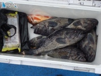 안흥항 배낚시 재성호 12월25일 크리스마스 대박조황사진 2부 입니다.. 재성호 조황정보  [충남 - 태안군] - 낚시배닷컴