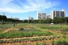 남동구 동정-남동구 실버농장  내용 | 남동구청 남동PHOTO>남동행사