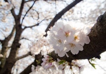 관광안내 > 포토갤러리 상세보기 > 남원 요천변에 핀 벚꽃남원 요천변에 핀 벚꽃 관광안내 > 포토갤러리 상세보기 > 남원 요천변에 핀 벚꽃