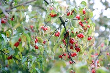 관광안내 > 포토갤러리 상세보기 > 주천 용궁마을 산수유주천 용궁마을 산수유 관광안내 > 포토갤러리 상세보기 > 주천 용궁마을 산수유