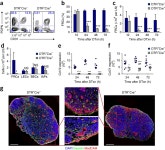 Conditional ablation of FRCs. : B cell homeostasis and follicle confines are governed by fibroblastic reticular cells : Nature... 