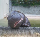 나 이뻐? 포즈 취하는 하마