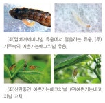 담배거세미나방, ‘벌’로 방제 [영농자재신문(주)] 담배거세미나방, ‘벌’로 방제