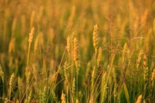 영농자재신문(주) [영농자재신문(주)] 고품질 국내산 풀사료 공급 관리 강화