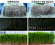 ‘드문모심기’로 비용도 품도 절약…씨뿌림양 중요 [영농자재신문(주)] ‘드문모심기’로 비용도 품도 절약…씨뿌림양 중요