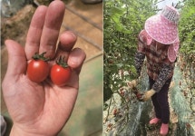 “이런 방울토마토는 내 생애 처음” [영농자재신문(주)] “이런 방울토마토는 내 생애 처음”