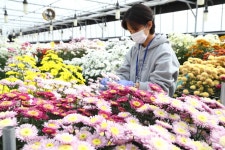 예쁜 새 국화꽃 기대하세요! [영농자재신문(주)] 예쁜 새 국화꽃 기대하세요!