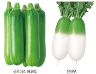 신품종 ‘굿초이스’ 애호박, 흰가루 내병성이며 저장성 우수 [영농자재신문(주)] 신품종 ‘굿초이스’ 애호박, 흰가루 내병성이며 저장성 우수