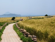 가파도 청보리축제장 관광객 출렁 - 제주환경일보 가파도 청보리축제장 관광객 출렁