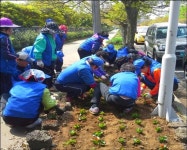 바르게살기운동건입동委, 사라봉산책로 일대 꽃길조성 - 제주환경일보 