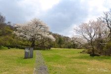 『한라생태숲』 봉개동 왕벚나무자생지 왕벚꽃 만개 - 제주환경일보 『한라생태숲』 봉개동 왕벚나무자생지 왕벚꽃 만개
