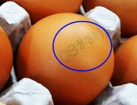 “살충제 성분 계란 제주유통...반품하세요” - 제주환경일보 “살충제 성분 계란 제주유통...반품하세요”