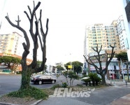 “연동 신대로 담팔수 ‘싹둑’..앙상한 가지만” - 제주환경일보 “연동 신대로 담팔수 ‘싹둑’..앙상한 가지만”