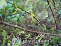 제주자연돌봄센터, ‘비양도의 비양나무 자생지’ 생육 상태 점검 및... 제주자연돌봄센터, ‘비양도의 비양나무 자생지’ 생육 상태 점검 및... 