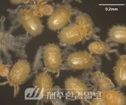 서귀포일터나눔지역자활센터, 추석 맞아 올레 7코스 환경정화활동 - 제주환경일보 서귀포일터나눔지역자활센터, 추석 맞아 올레 7코스... 