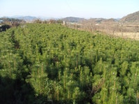 해송,적송 싸게팝니다. - 산림경영지원