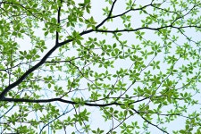 장려 - 숲속의 별
