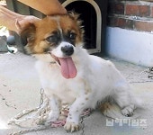 유기동물 입양, 생명사랑의 시작입니다 - 남해시대 유기동물 입양, 생명사랑의 시작입니다