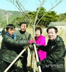 벚나무 150그루 기증, 설천면 해안도로에 식재 - 남해시대 벚나무 150그루 기증, 설천면 해안도로에 식재
