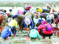 설천 고사마을 조개 채취 체험 성료 - 남해시대 설천 고사마을 조개 채취 체험 성료